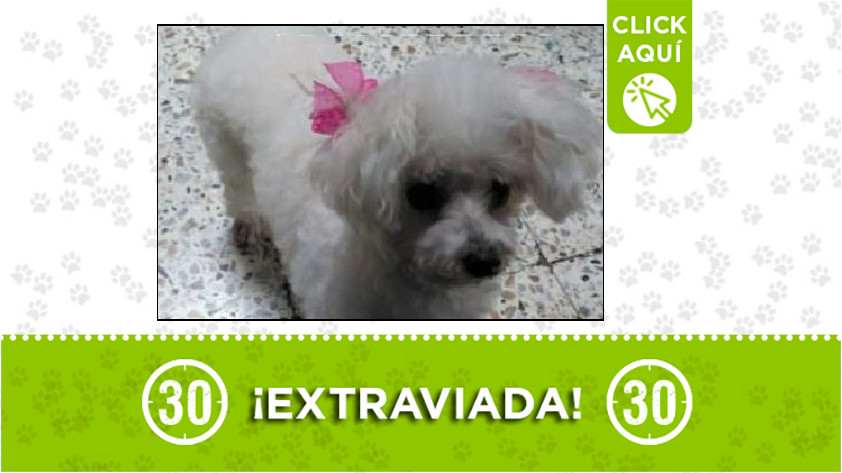 'Luna' perdida en Bello