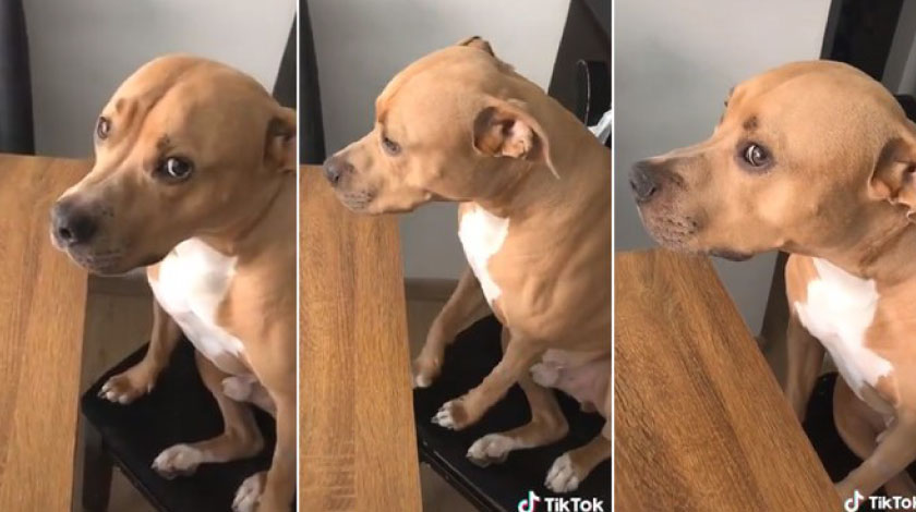 Video: ¡Qué ternurita! A este perrito lo cogieron a cantaleta, y su cara de regañado enamoró