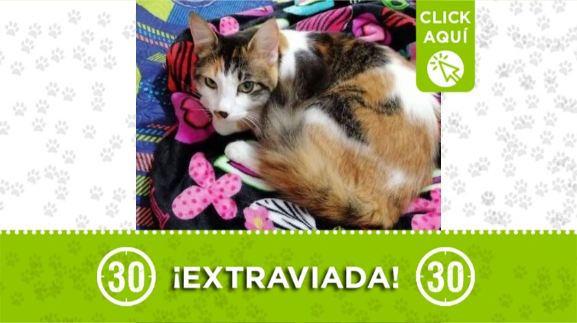 'Manchas' perdida en San Antonio de Prado