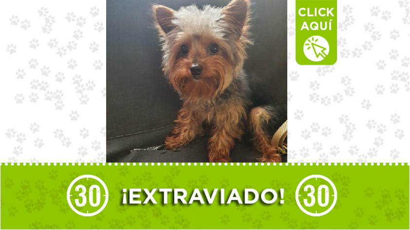 'Milo' perdido en Bello