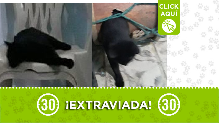 'Mishu' perdida en Miranda