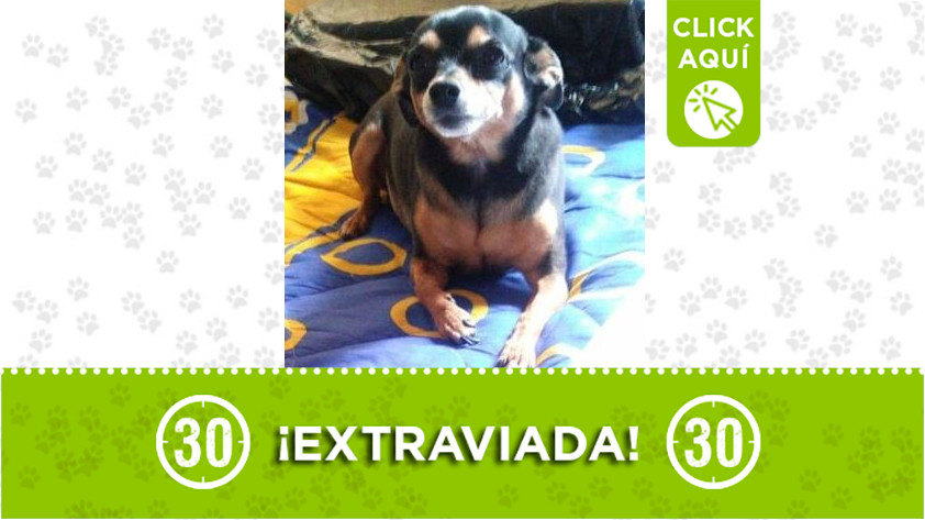 'Negra' perdida en Itagüí