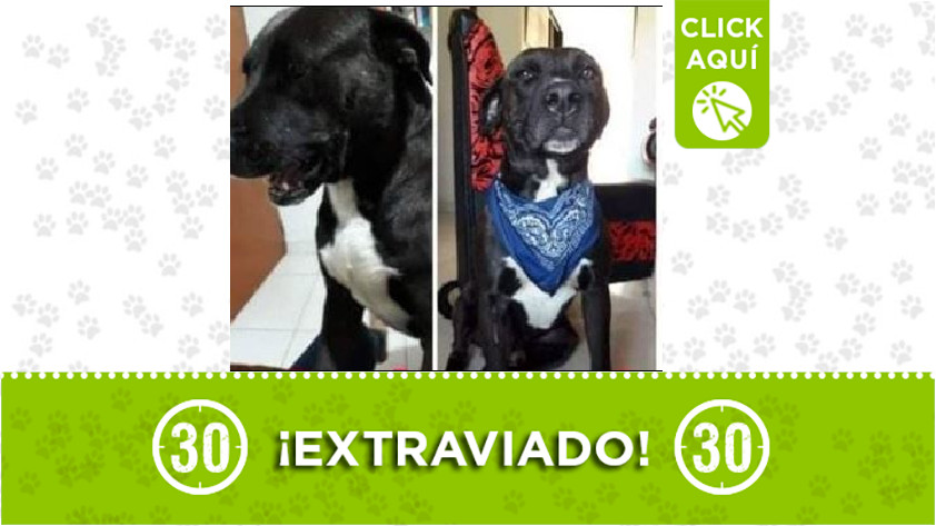 'Negro' perdido en El Santuario