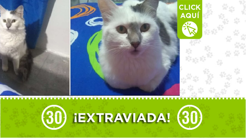 'Pelusa' perdida en Manrique