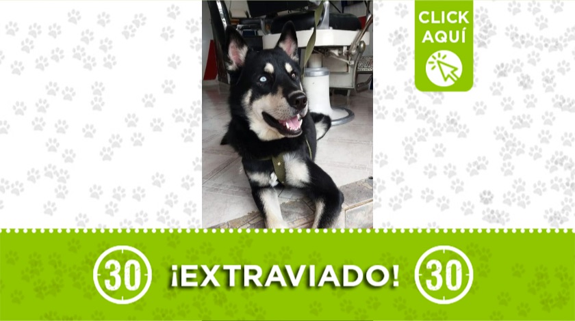 Perrito perdido en Popular 1