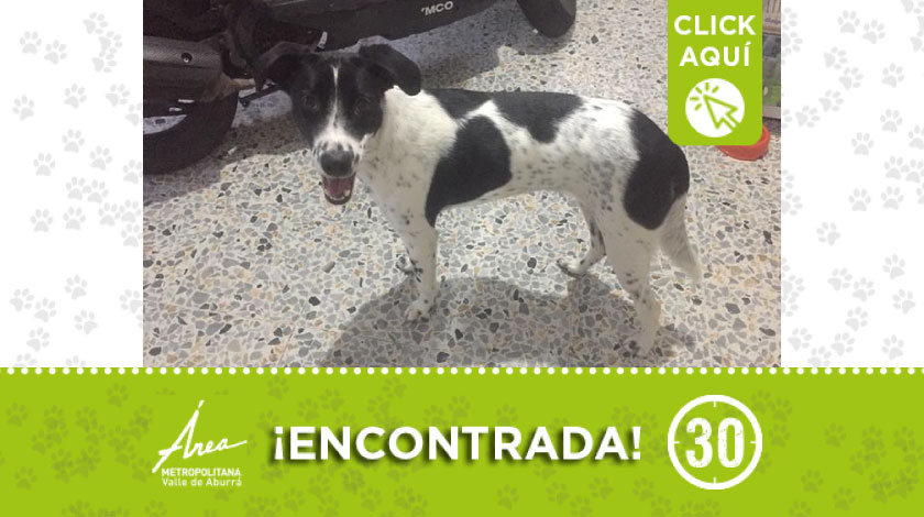 Esta perrita fue encontrada en Castilla