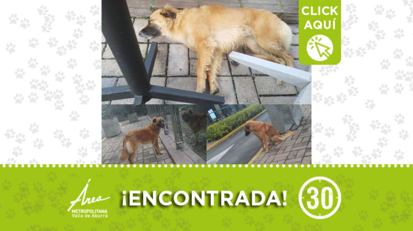 Buscan a los dueños de esta perrita que deambula por El Poblado