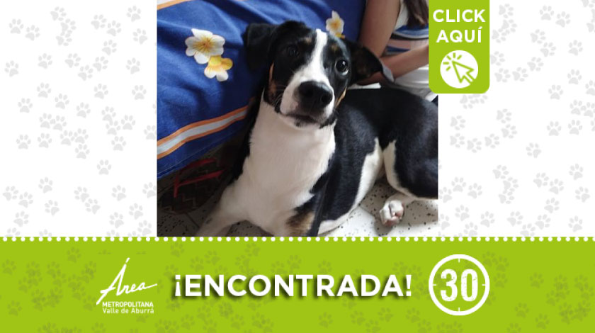 Encontraron a esta perrita por sector San Germán en Robledo