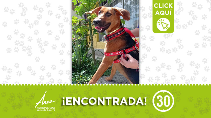 Perrita encontrada deambulando por Los Molinos