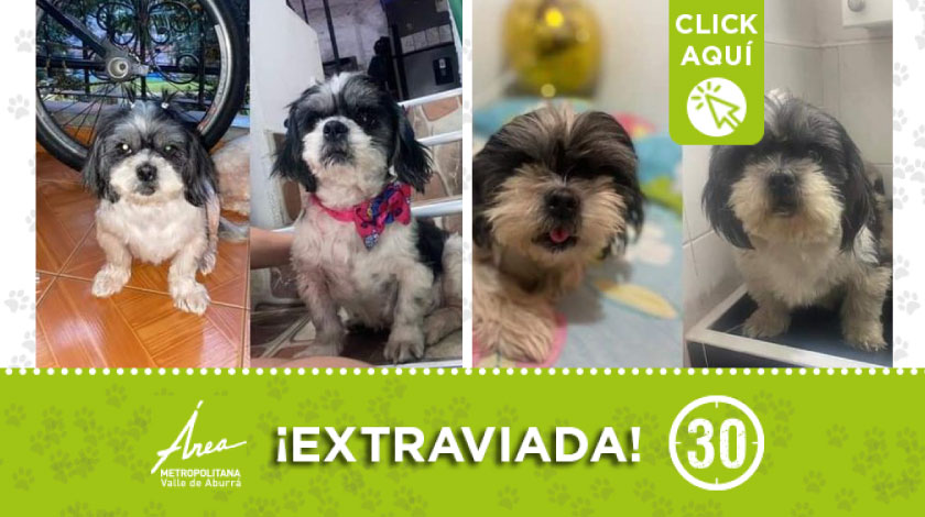 'Chanel' se perdió en barrio Aranjuez sector Berlín