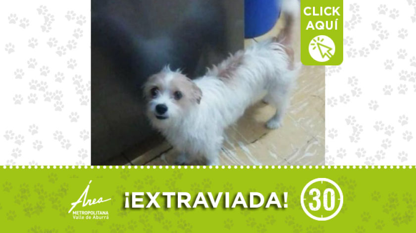 'Azul' se perdió por sector cercano al Éxito de Itagüí