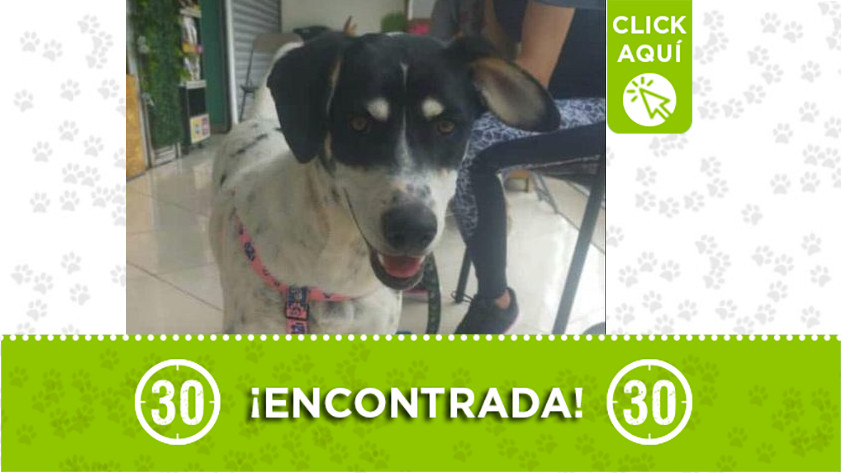 Perrita encontrada por El Poblado