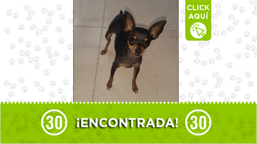 Perrita encontrada en El Picacho