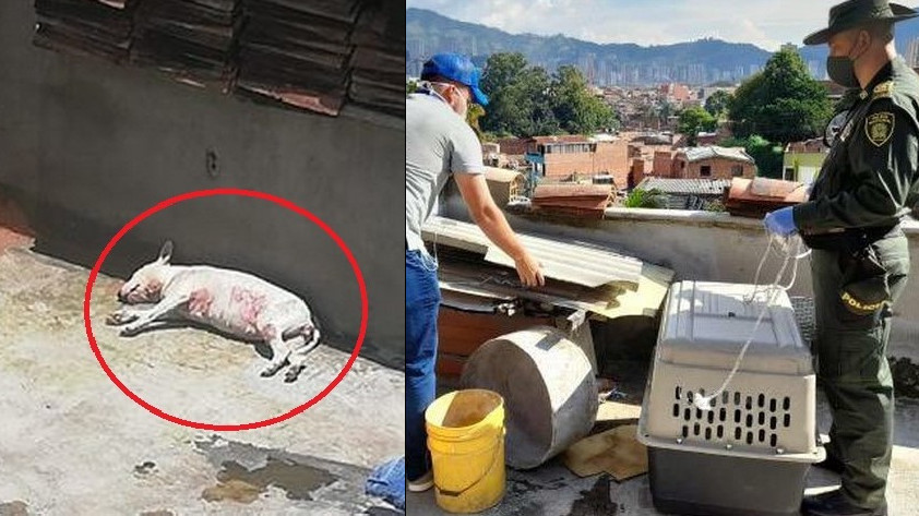 Perrita rescatada