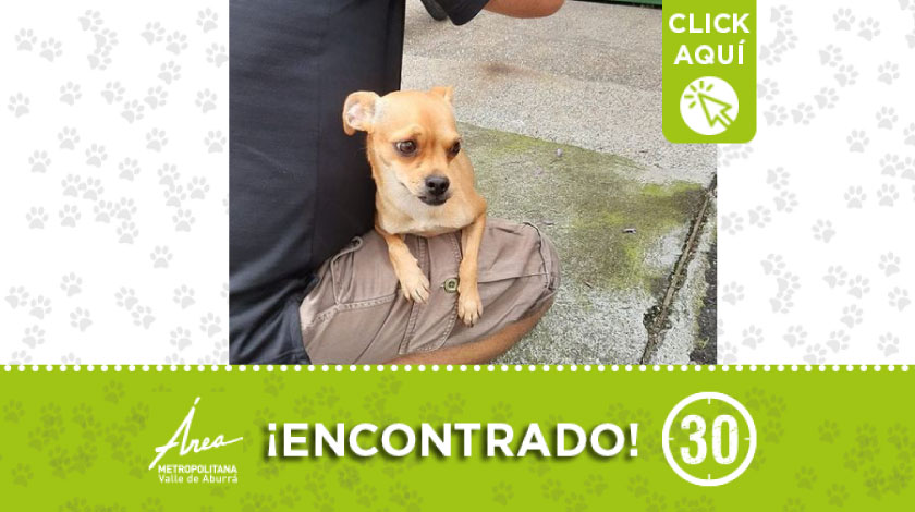 Encontraron a esta mascota por sector Loma de Los Bernal