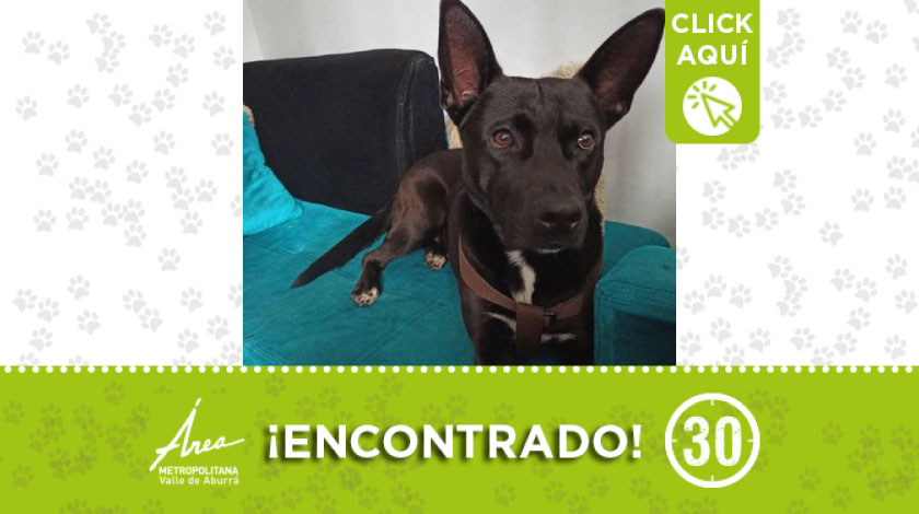 Perrito encontrado en San Antonio de Prado, buscan a su dueño