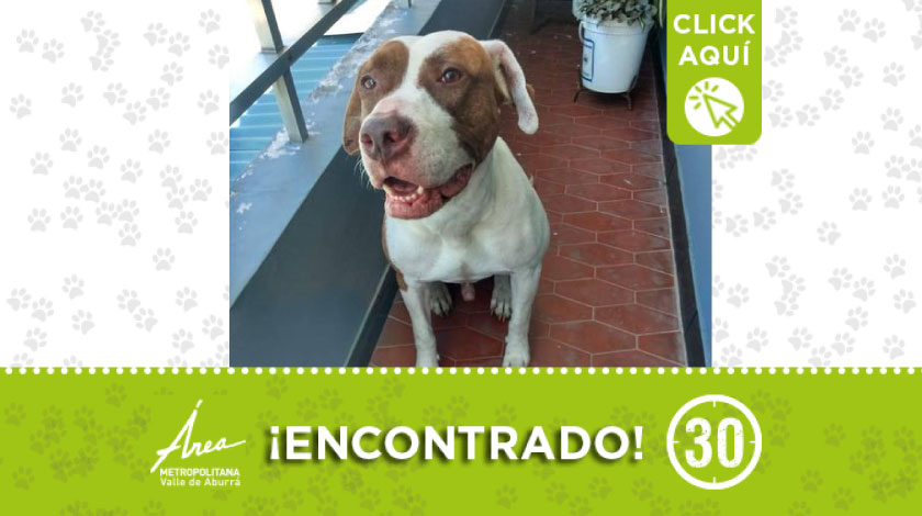 Peludito fue encontrado por Robledo Miramar