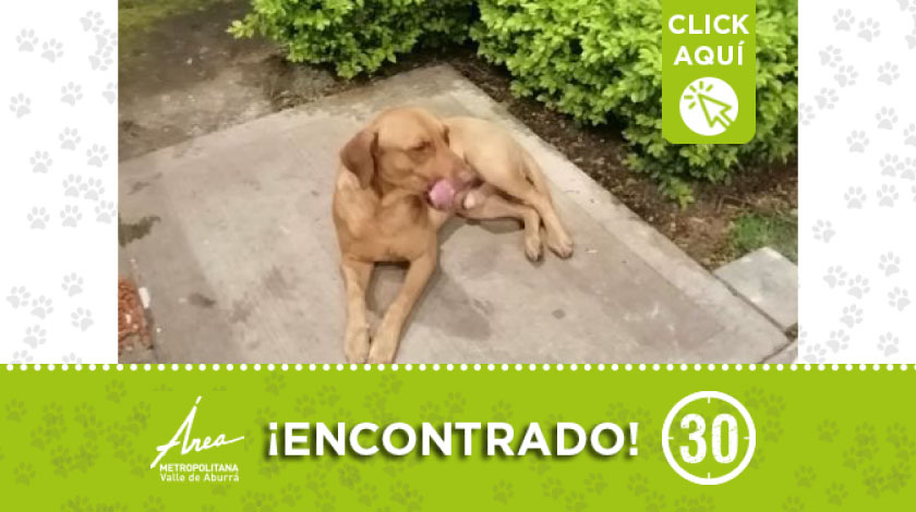 Encontraron a este peludito deambulando por Bello, ¿lo reconoce?