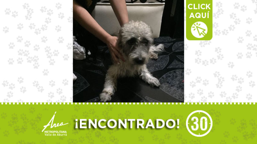 Perrito encontrado en Campo Valdés: buscan a su dueño