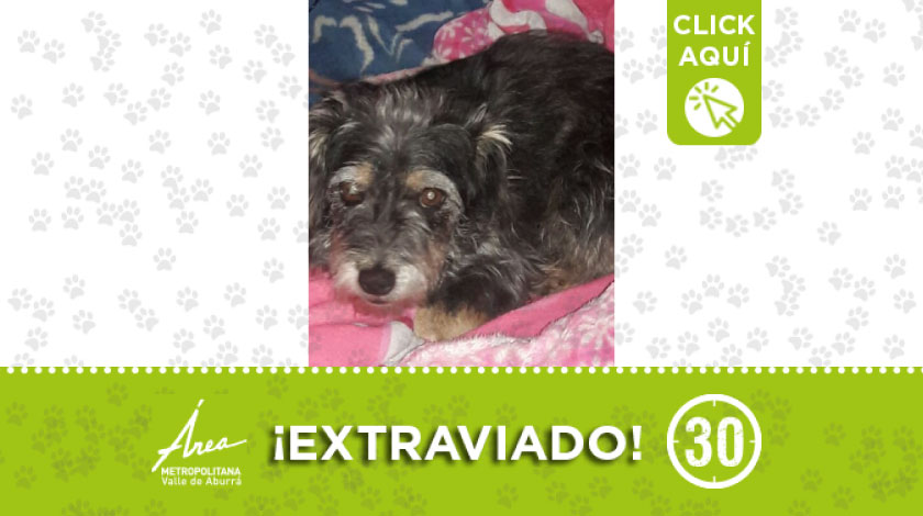 'Nanis' se extravió desde el 4 de septiembre en el Doce de Octubre