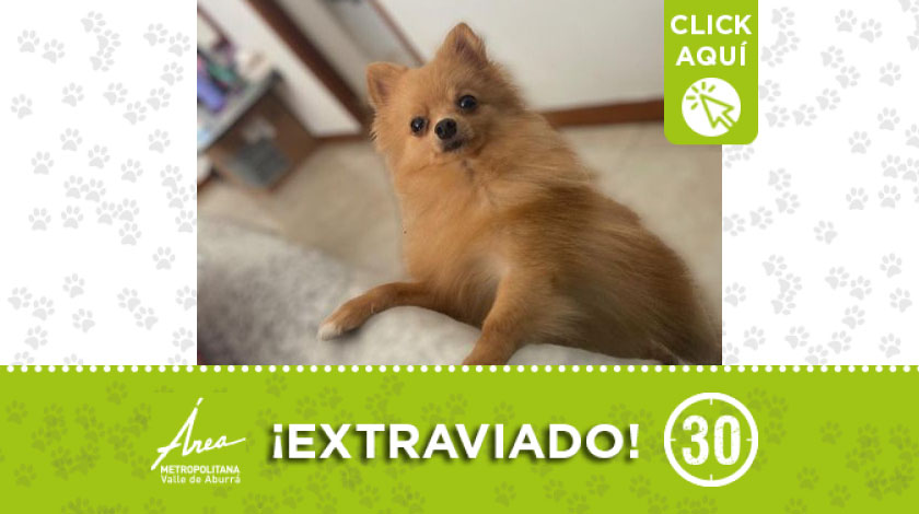 'Tony' se extravió a la salida de una veterinaria en Campo Valdés