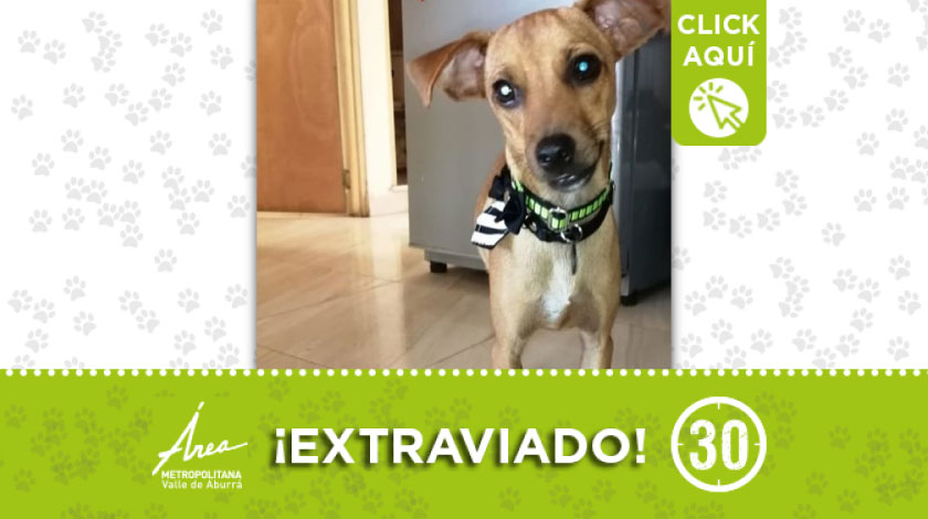 'Loki' se perdió desde el 16 de septiembre por Robledo Bello Horizonte