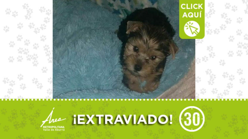 Este cachorro se extravió por sector de la urbanización Blas de Lezo en Medellín