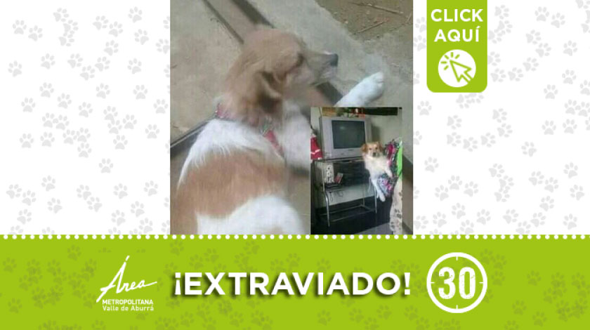 'Osuna' se extravió en Manrique Oriental, ¿lo ha visto?