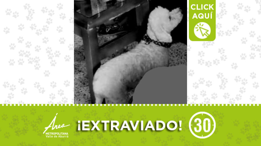 'Tommy' se perdió en el barrio Castilla