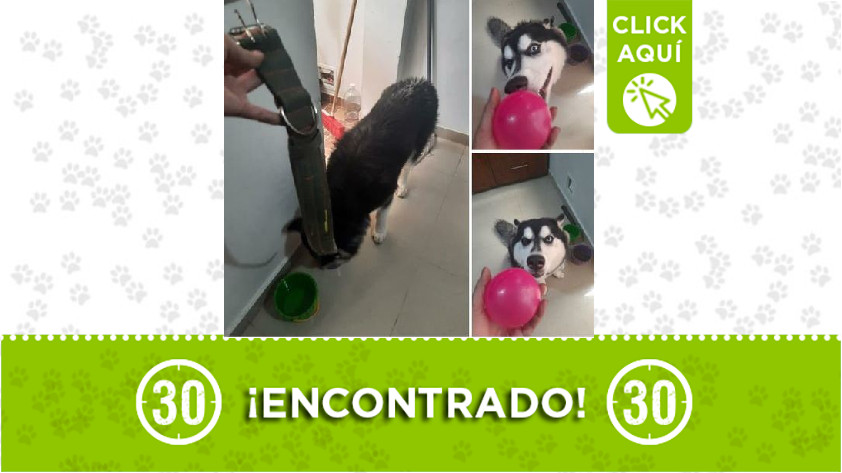 Perrito encontrado en Gratamira