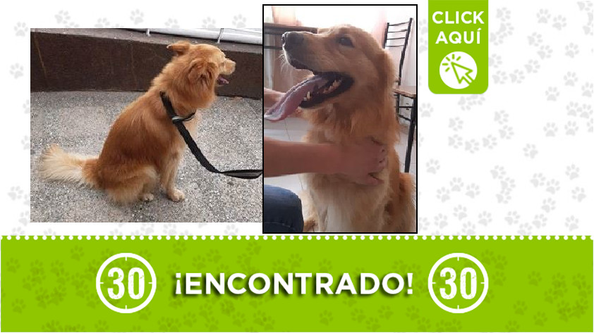 Perrito encontrado en Robledo Córdoba