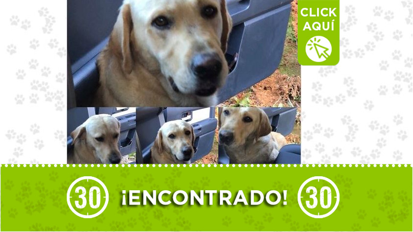 Perrito encontrado en La Unión