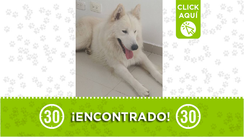 Perrito encontrado en Ditaires