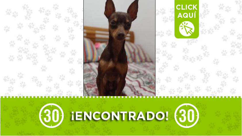 Perrito encontrado en Santo Domingo