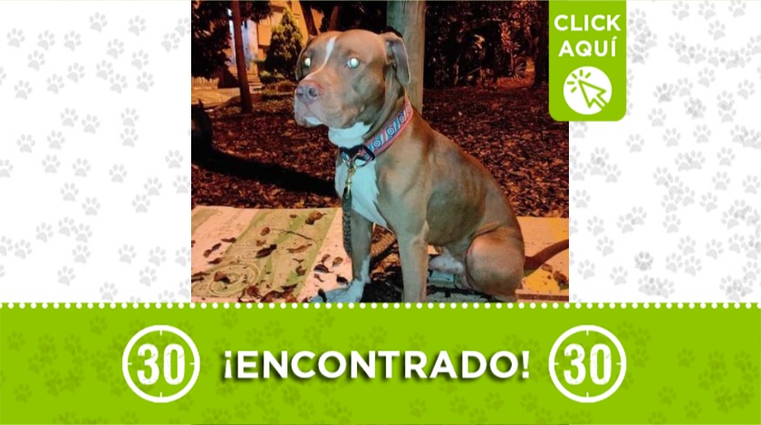 Perrito encontrado en Santa Mónica