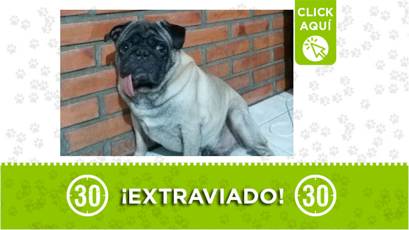 'Shato' perdido en San Antonio de Prado