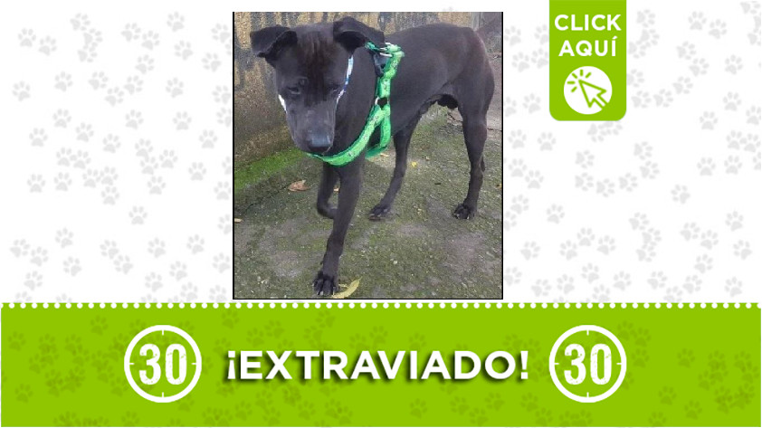 'Rocky' perdido en Manrique