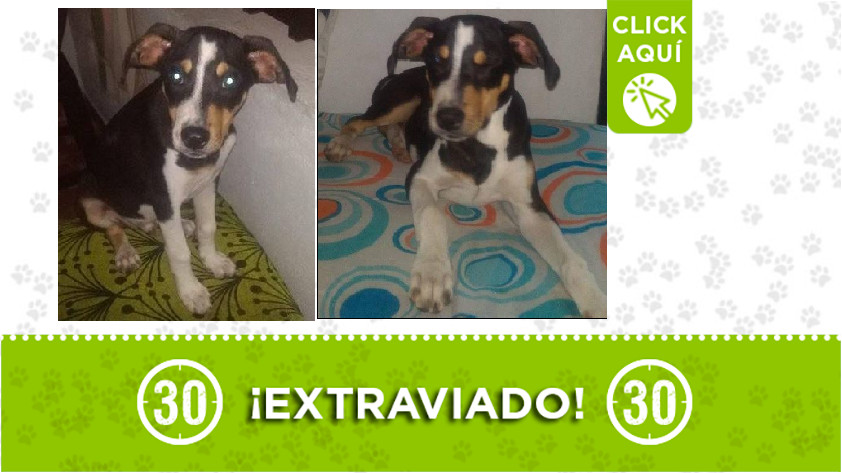 Perrito perdido en El Playón