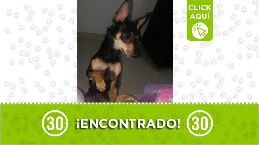 Buscan a los dueños de este perrito que fue encontrado en Sabaneta 1 Perrito encontrado en Sabaneta