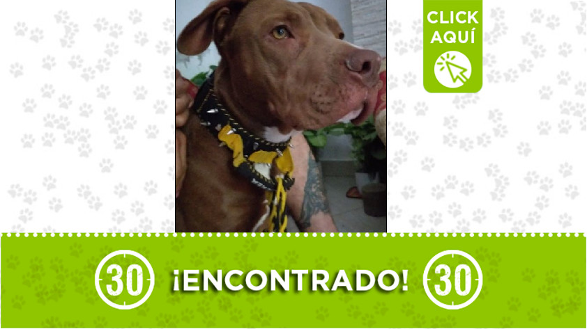 Perro encontrado en Bello