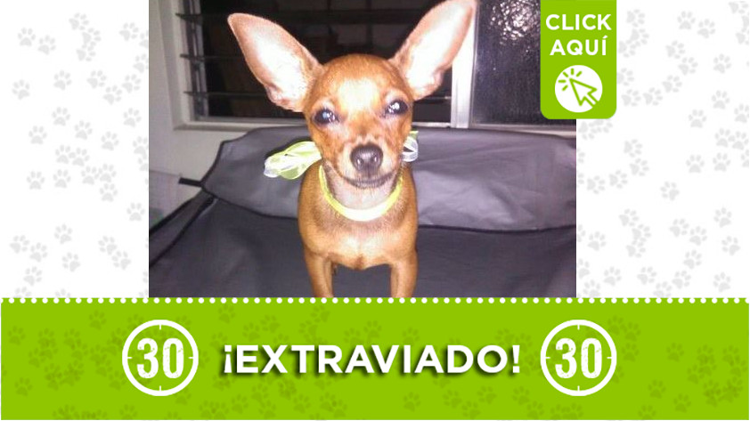 Perrito perdido en Nuevo Bello
