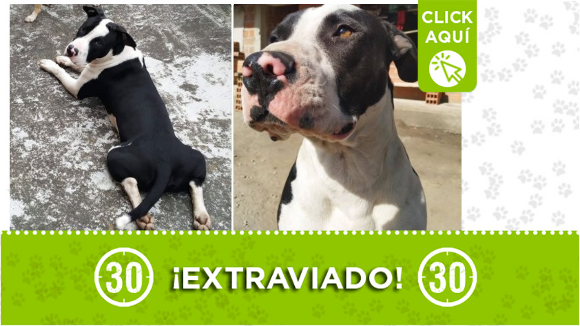 'Bruno' perdido en el Carmen de Viboral