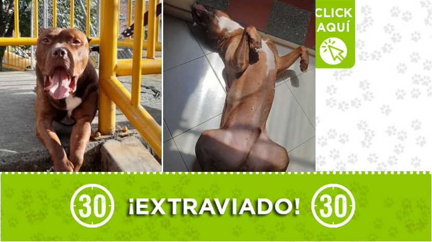 'Killer' perdido en Manrique