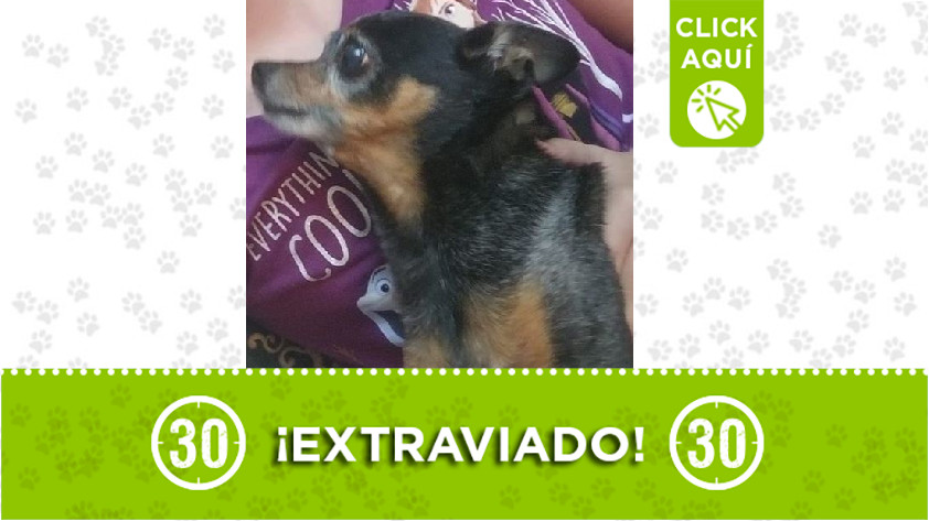 'Doky' perdido en Bello