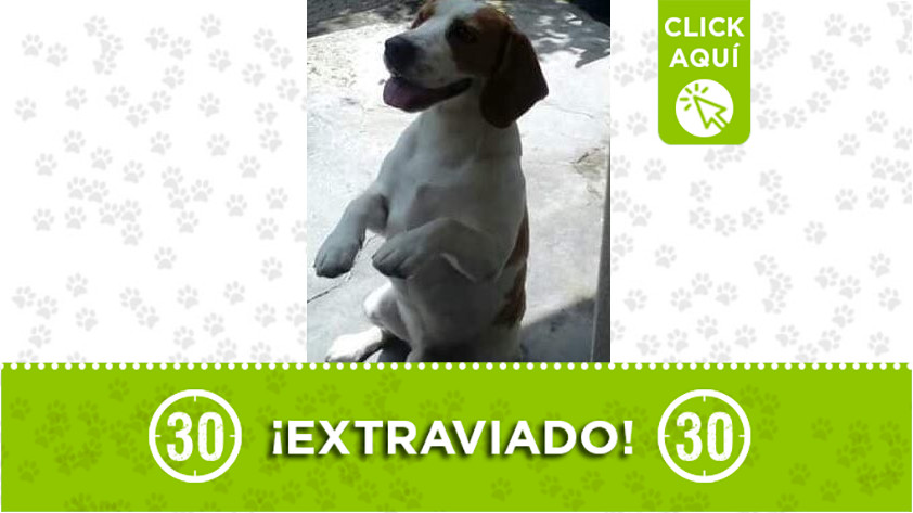 'Rambo' perdido en Belén