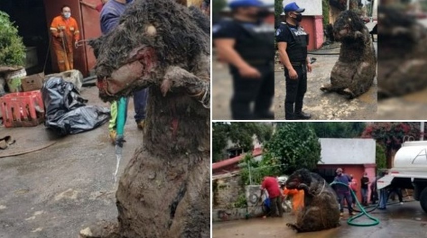 'Rata' gigante en México