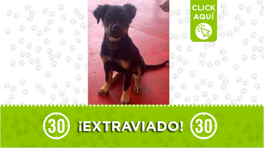 'Rocco' perdido en San Antonio de Prado