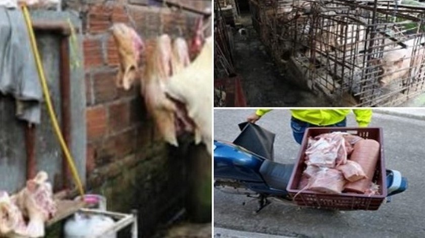 Capturados sacrificio ilegal de cerdos