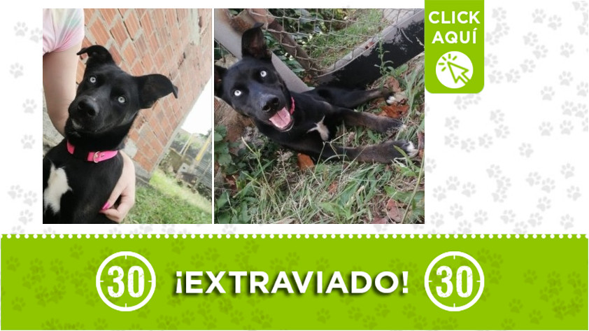 'Skype' perdido en Girardota