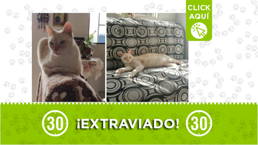 'Tito' perdido en Florencia